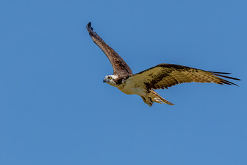 Osprey in flight