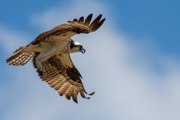 Osprey in flight