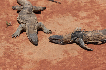 legavaan Rock monitor lizard,Varanus albigularis,Varanidae, leguaan or likkewaan, warming up in the sun skin shedding, in southern africa