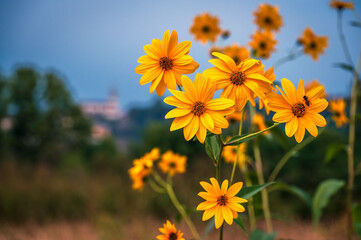 Field of yellow wildflowers among the hills.