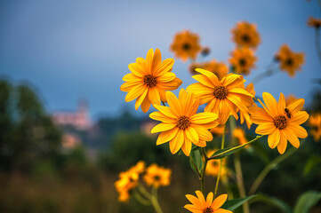 Field of yellow wildflowers among the hills.