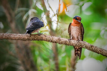 Pacific Swallow or Hill Swallow (Hirundo tahitica)