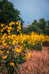 Field of yellow wildflowers among the hills.