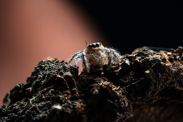 macro shot of a jumping spider (Hyllus diardi male)