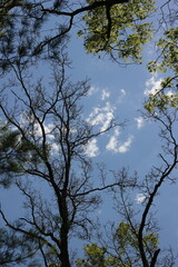 trees in the sky