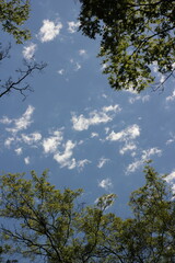sky and clouds and trees