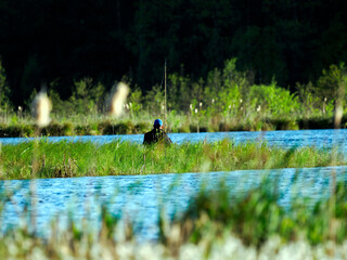 Samotny rybak łowi ryby na śródleśnych rozlewiskach w wiosennym dniu. © JDziedzic
