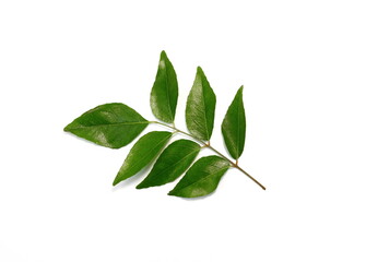 Fresh curry leaves (Murraya koenigii) isolated on white background