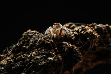 macro shot of a jumping spider (Hyllus diardi male)