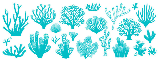 Sea coral reef and seaweed. Vector underwater plants. Aquarium, ocean and undersea algae water and marine life. isolated set of corals or sea weeds and wracks, laminaria, kelp grass biodiversity © Vector Tradition