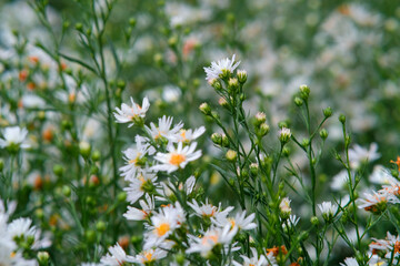 Frost aster in Northern Blossoms Garden in Atok Benguet Philippines.