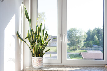 flower on the window in a bright room home interior