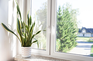 flower on the window in a bright room home interior