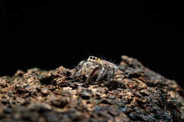 macro shot of a jumping spider (Hyllus diardi male)