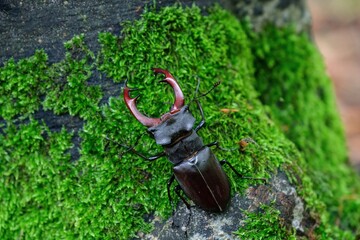 Male European Stag Beetle climbing up a mossy tree trunk. Lucanus cervus, known as the European stag beetle is one of the best-known species of stag beetle in Europe, a protected species.