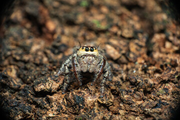 macro shot of a jumping spider (Hyllus diardi male)