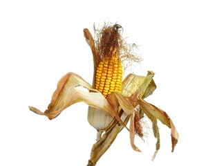 Dried corn cob isolated on white background.