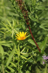 yellow flowers in the garden