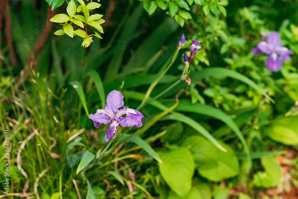 Sticker flower in the garden