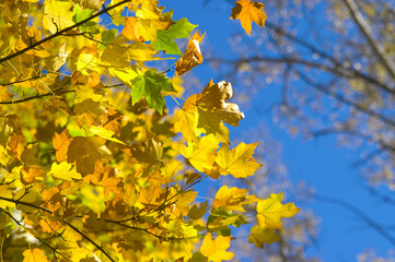 Autumn maple leaves