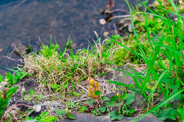 grass in the ground