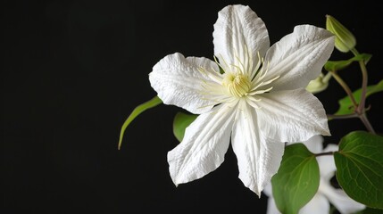 Obraz premium White clematis flower against a black backdrop