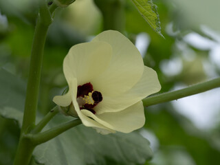 菜園のオクラの花
