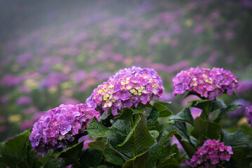 Obraz premium View of hydrangeas (hortensia) by the mountains in Northern Blossoms Garden, Atok Benguet Philippines.