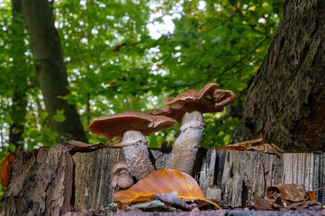 Mushrooms in the forest