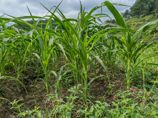 Obraz premium corn field in the morning