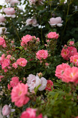 Blooming bushes with white and pink roses nature