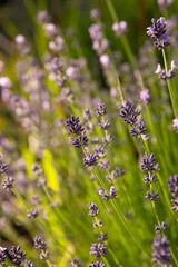 bush fragrant lavender flowers summer plant blooming background