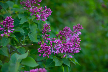 Obraz premium Blooming bush with lilac green spring nature background