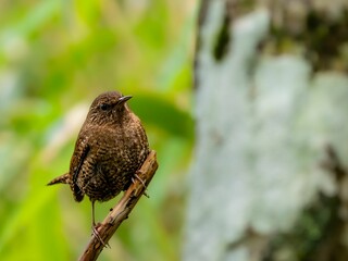 森の中で枯れ木に留まっているミソサザイ