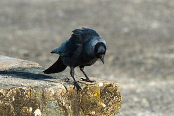 Choucas des tours,.Coloeus monedula , Western Jackdaw