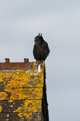 Choucas des tours,.Coloeus monedula , Western Jackdaw