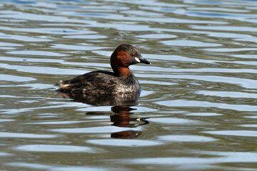 Grèbe castagneux,.Tachybaptus ruficollis, Little Grebe