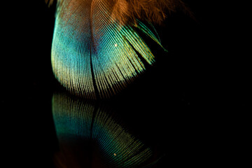 Photograph of peacock feathers consisting of blue, blue, white, and brown that are reflected through black glass.
