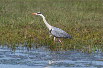 Héron cendré, Ardea cinerea, Grey Heron