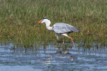 Héron cendré, Ardea cinerea, Grey Heron