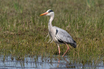 Héron cendré, Ardea cinerea, Grey Heron