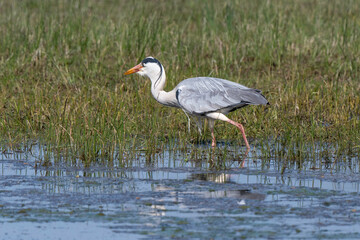 Héron cendré, Ardea cinerea, Grey Heron