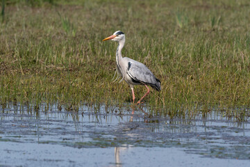 Héron cendré, Ardea cinerea, Grey Heron