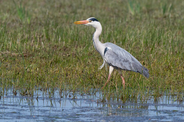 Héron cendré, Ardea cinerea, Grey Heron
