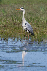 Héron cendré, Ardea cinerea, Grey Heron