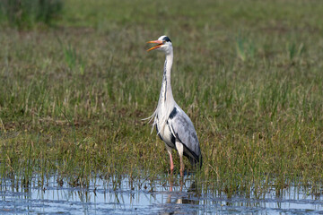 Héron cendré, Ardea cinerea, Grey Heron