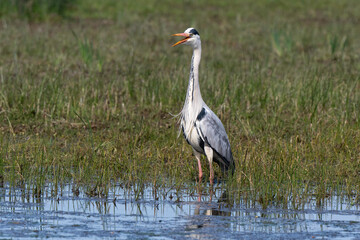 Héron cendré, Ardea cinerea, Grey Heron