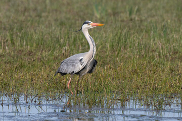 Héron cendré, Ardea cinerea, Grey Heron