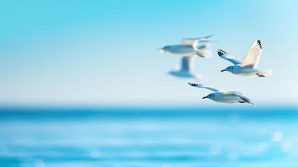 Obraz premium Seagulls flying over a tranquil sea