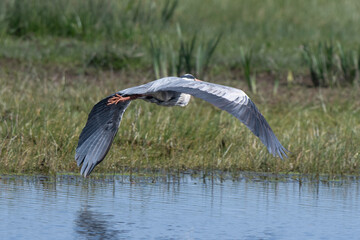 Héron cendré, Ardea cinerea, Grey Heron